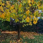 Апартаменты Gli Ulivi Chalten