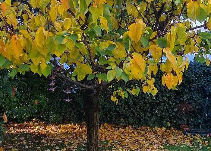 דירה Gli Ulivi Chalten