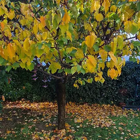 Lägenhet Gli Ulivi Chalten